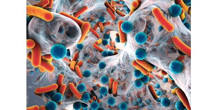 bacteria under a microscope