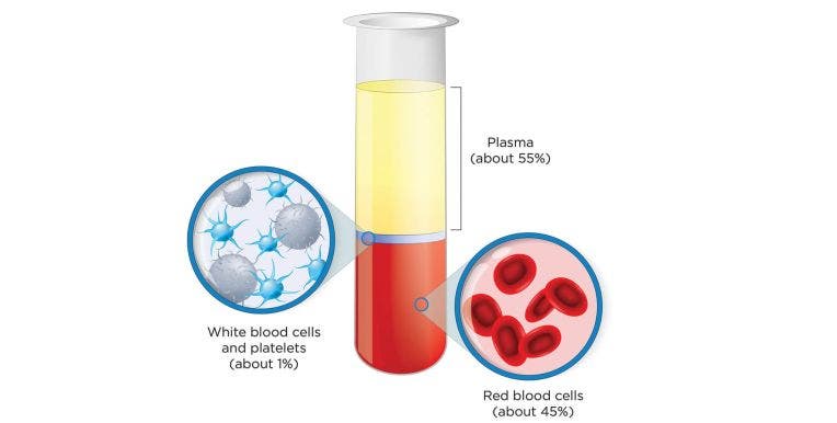 blood plasma